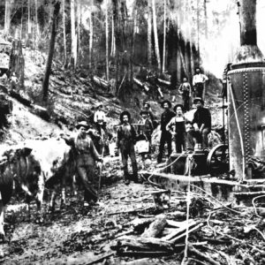 Logging on Sonoma County Hills, Circa 1908