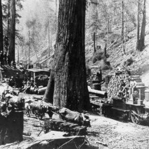 Steam Train Nestelled in the Redwoods Heading for Vacation Wonderland from Guerneville